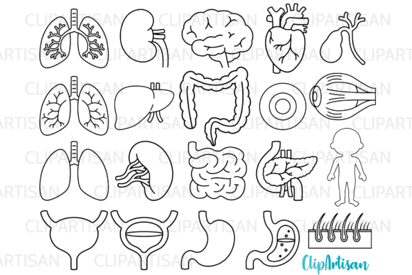 Download Human Body Organs Clipart Digital Stamps - Digital stamps Collection